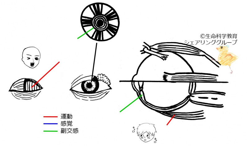 ファイル:03Jap最新-wb.jpg