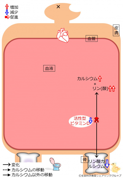 ファイル:04414.jpg