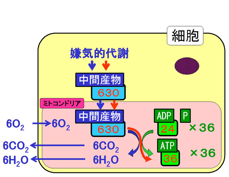 ファイル:01338.jpg