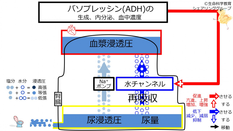 ファイル:ADHbeforeSweating-Jpn-wb.jpg