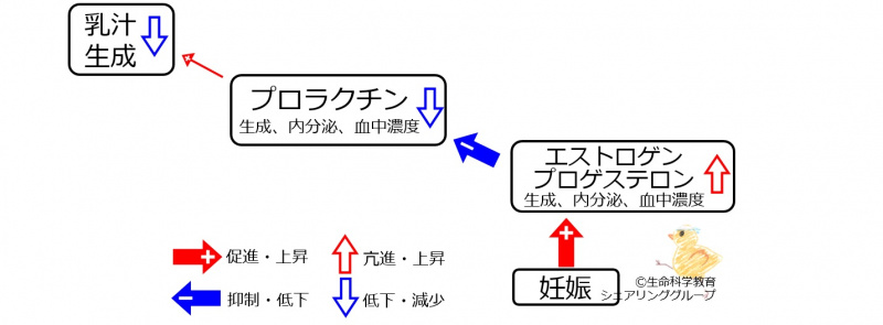 ファイル:女性ホルモン授乳2.jpg