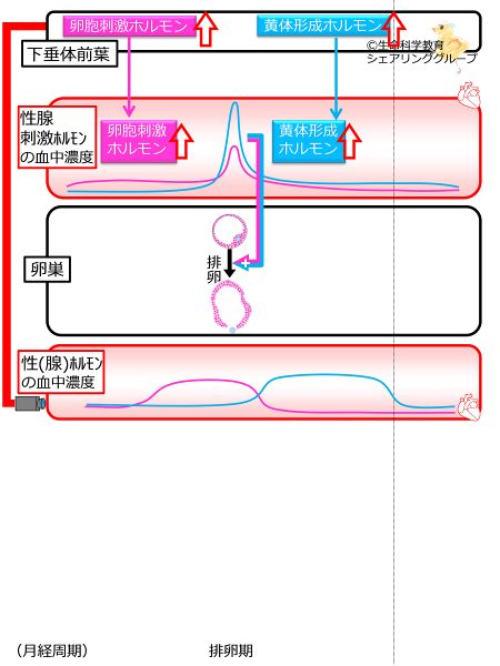 ファイル:月経周期 排卵期.jpg