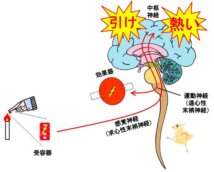 ファイル:03779.jpg