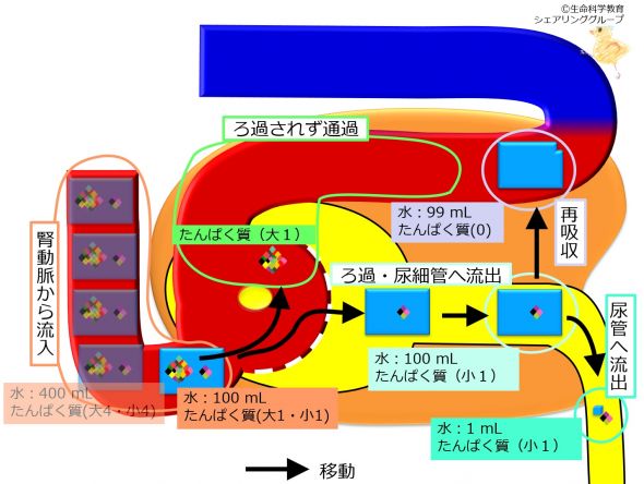 /wiki/images/thumb/f/f5/%E7%B3%B8%E7%90%83%E4%BD%93%E8%85%8E%E7%82%8E.jpg/590px-%E7%B3%B8%E7%90%83%E4%BD%93%E8%85%8E%E7%82%8E.jpg
