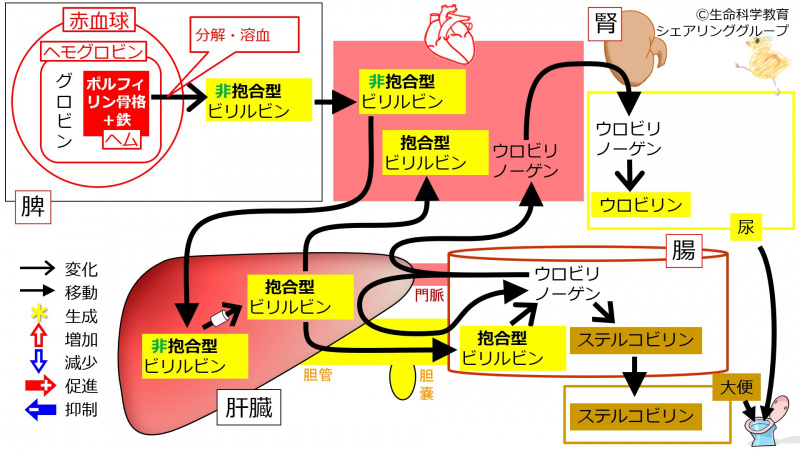 ファイル:01301.jpg