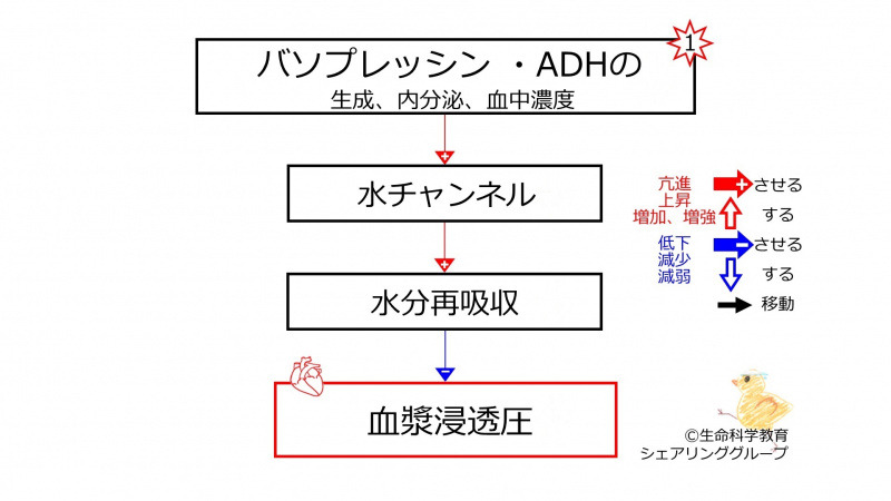 ファイル:DecreasedADHbasic-JPN-wb.jpg