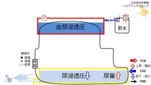/wiki/images/thumb/f/f6/6-waterKidneycontrol2.jpg/300px-6-waterKidneycontrol2.jpg