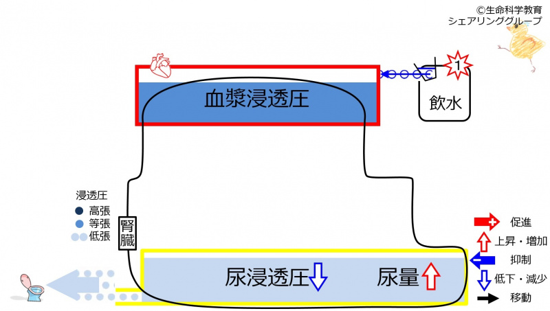 ファイル:6-waterKidneycontrol2.jpg