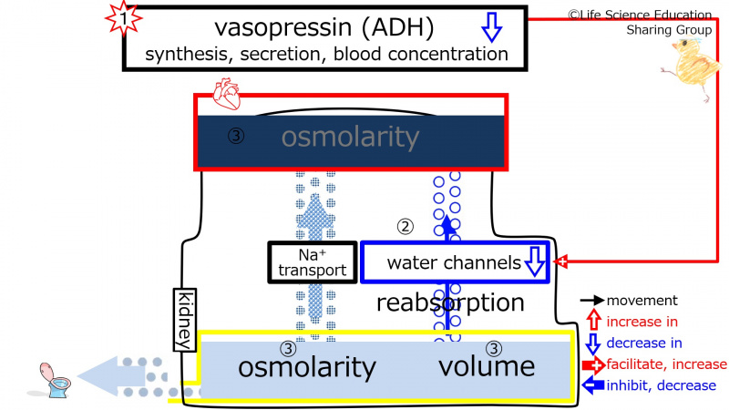 ファイル:ADHEffectOfDecreasing-3Eng-wb.jpg