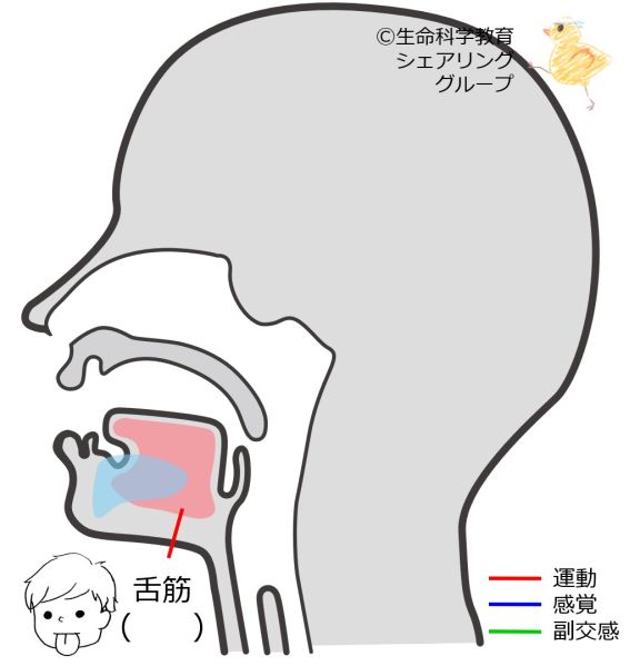 ファイル:Cranial12-wb.jpg