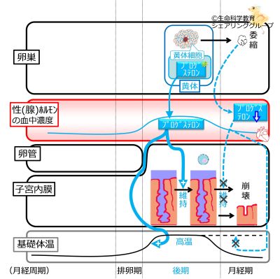 /wiki/images/thumb/f/f6/MenstrualCycleMenstrationOvaryCells_basic_Jpn.jpg/400px-MenstrualCycleMenstrationOvaryCells_basic_Jpn.jpg
