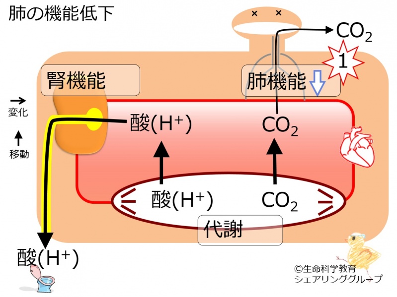 ファイル:Resp-hypo-noBB-wb.jpg