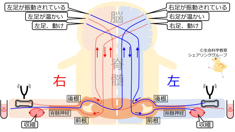 ファイル:SpinalCordRightHemiSec-wb.jpg