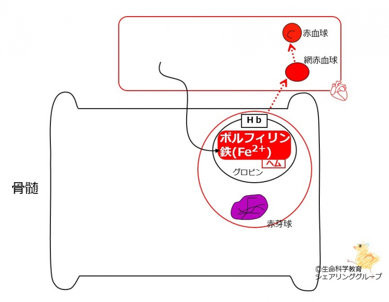 ファイル:00391-wb.jpg