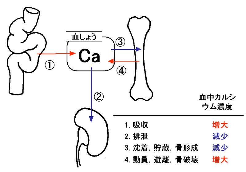 ファイル:00735.jpg