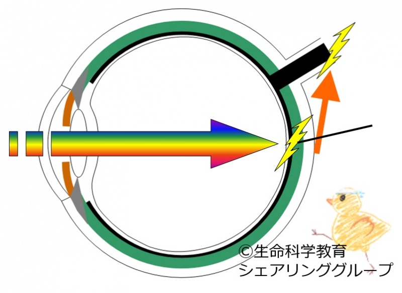 ファイル:03241-wb.jpg