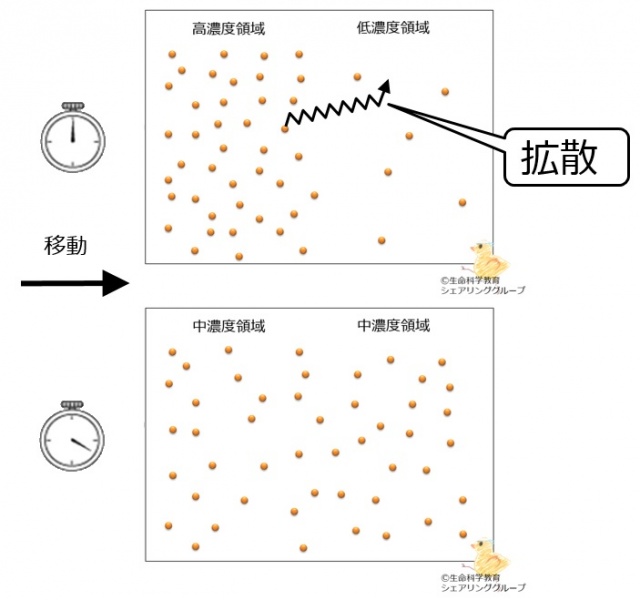 ファイル:Diffusion ja.jpg