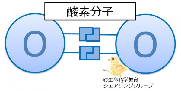 酸素_分子.jpg