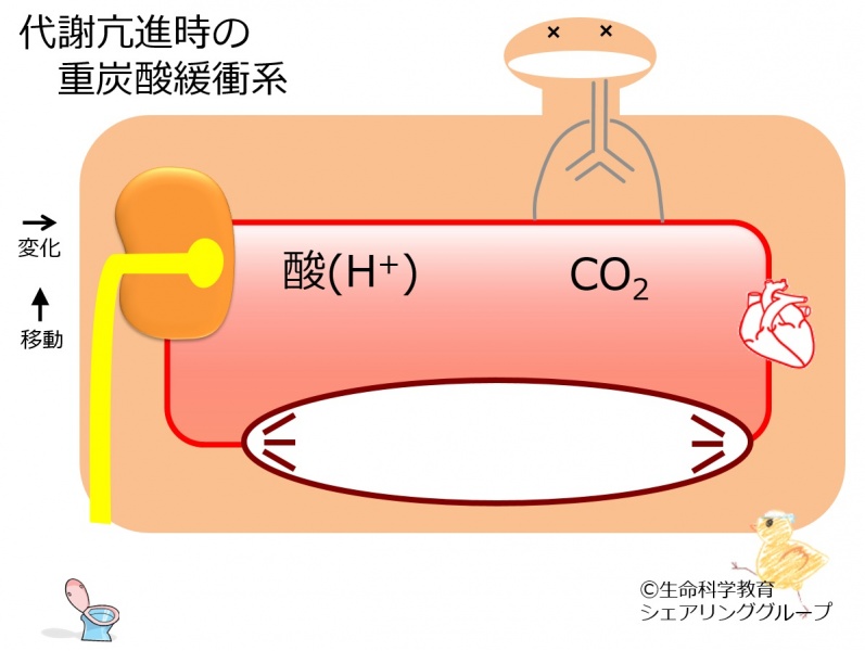 ファイル:BB-hypermetabolism-wb.jpg