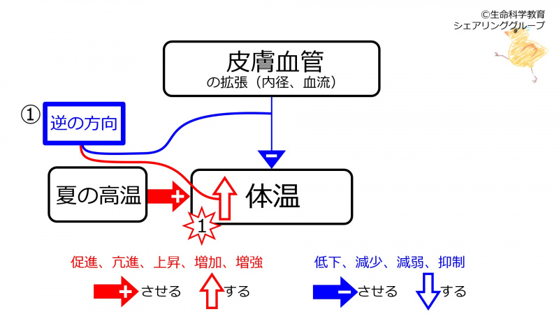 ファイル:BeforeFeedbackCutaneousVesselSummer.jpg