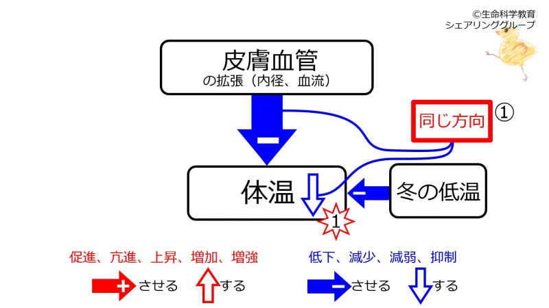 ファイル:BeforeFeedbackCutaneousVesselWinter.jpg