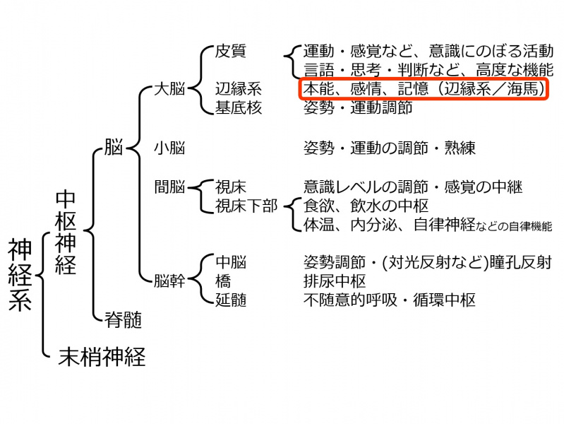ファイル:BrainLocalization-8.jpg