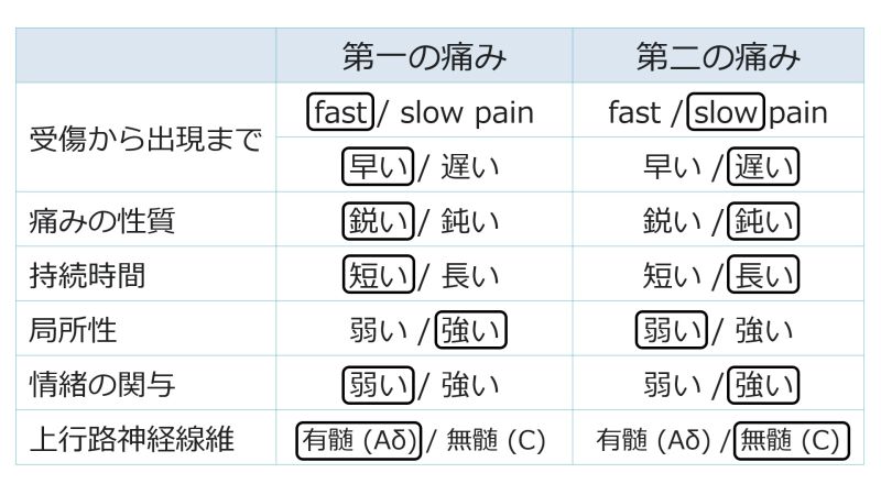 ファイル:PainSummaryBasic-Jpn.jpg