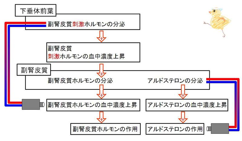 ファイル:00778.jpg
