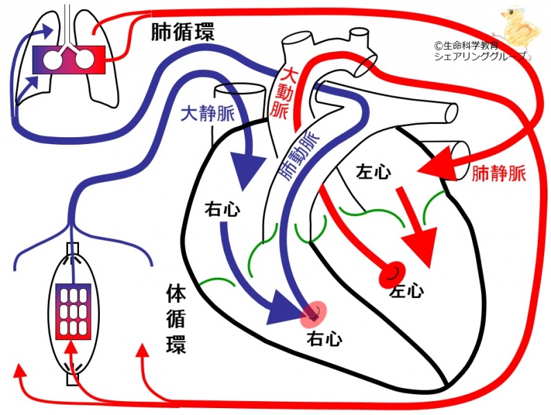 ファイル:01710.jpg