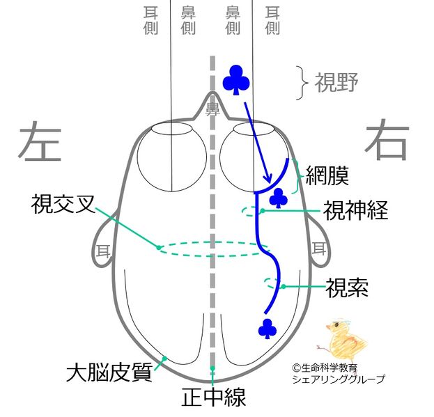 ファイル:00728.jpg