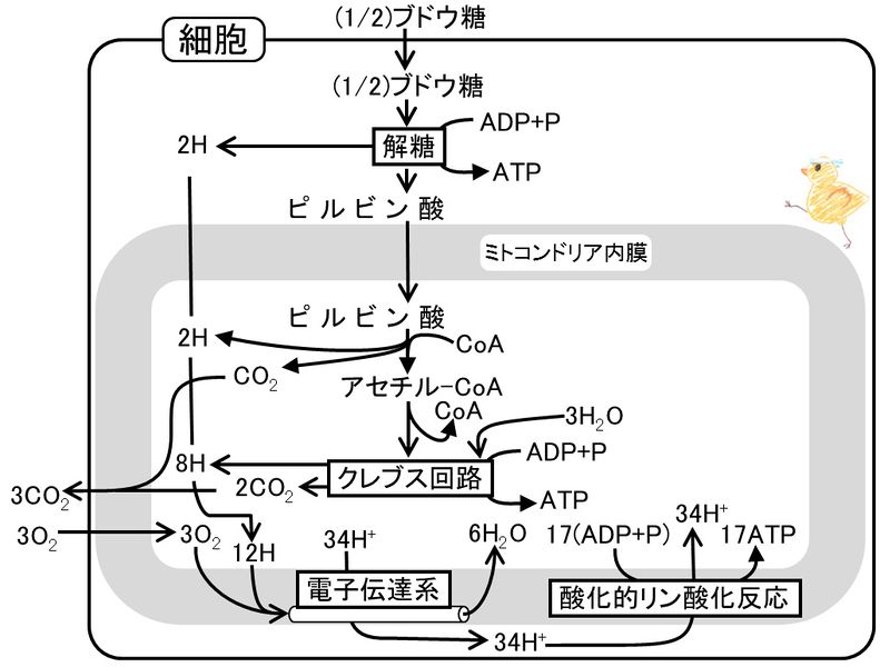 ファイル:04227.jpg