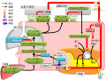2018年6月7日 (木) 16:02時点における版のサムネイル