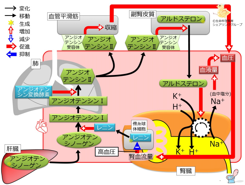 ファイル:AldosteroneControl2highBP.jpg