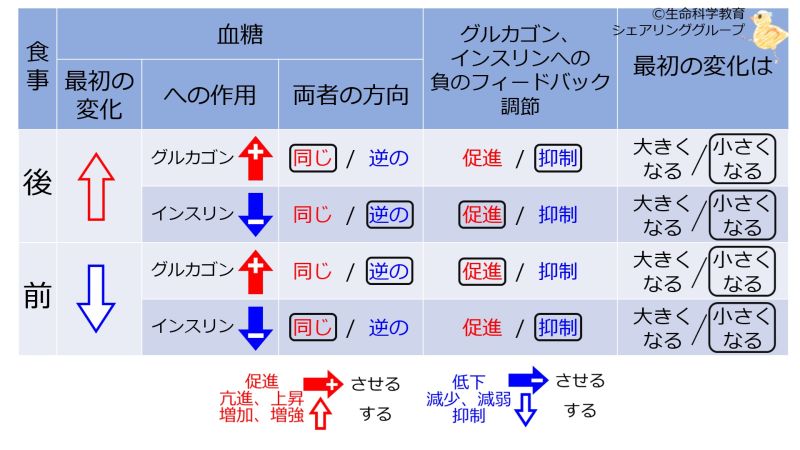 ファイル:InsulinGlucagonNegFB-BasicTable-Jpn.jpg