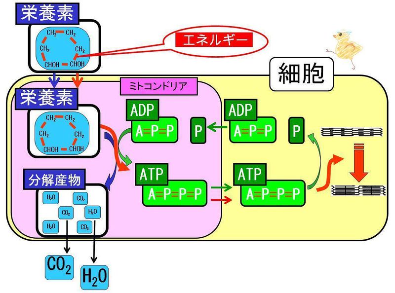 ファイル:02907.jpg