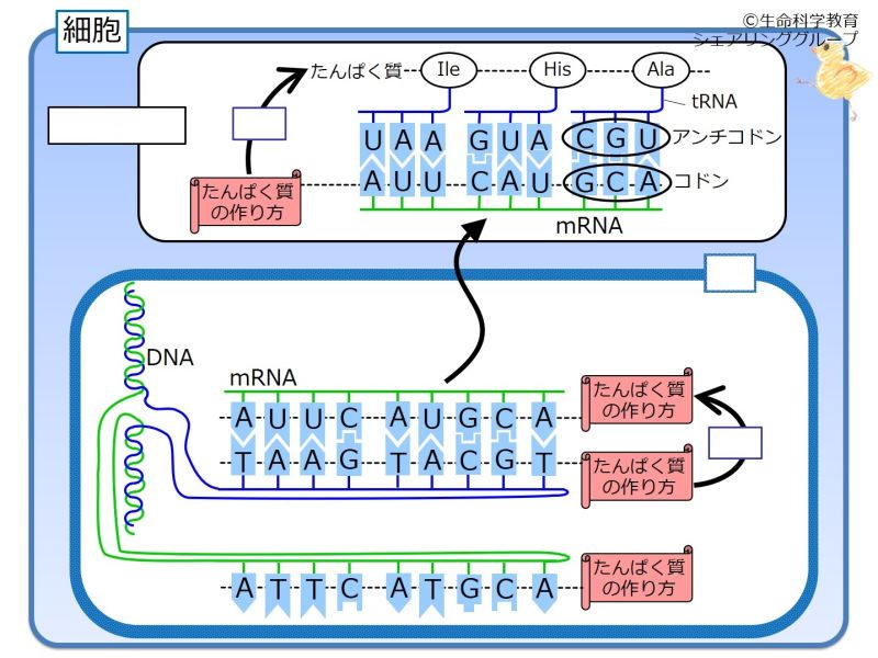 ファイル:Geneticsorganelles-wb.jpg