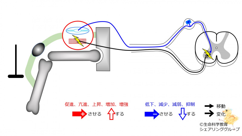 ファイル:PatellaTendonReflex-3-wb.jpg