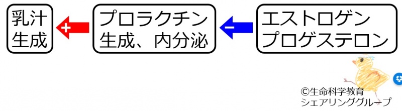 ファイル:女性ホルモン授乳.jpg