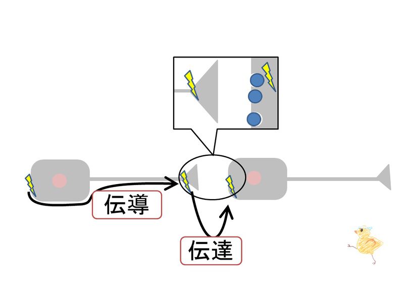 ファイル:03462.jpg