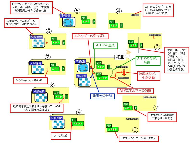 ファイル:04050.jpg