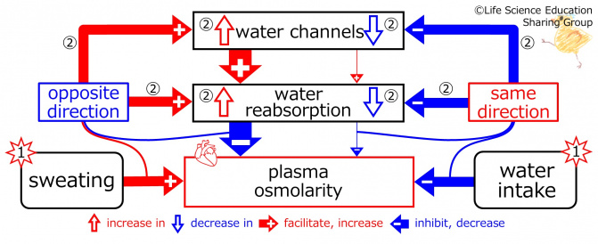 BasicFeedbackToWaterChannels-ENG.jpg