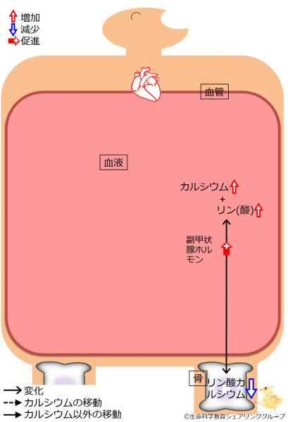 ファイル:04433.jpg