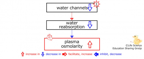 DecreasedWaterChannelsBasic-Eng.jpg