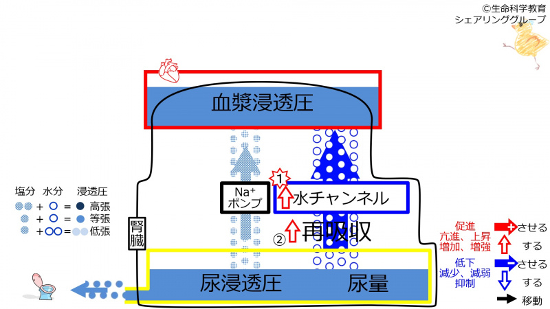 ファイル:IncWaterChannel2.jpg