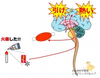/wiki/images/thumb/f/ff/04131.jpg/200px-04131.jpg