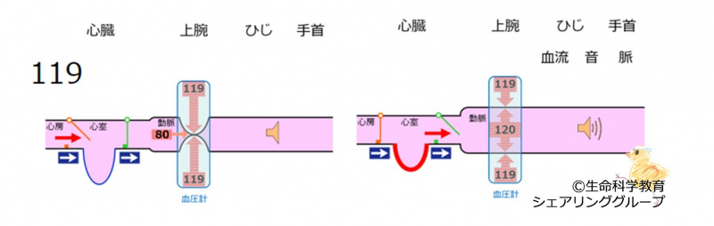 ファイル:BPmeasurement119-wb.jpg