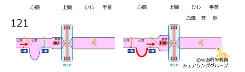 ファイル:BPmeasurement121-wb.jpg