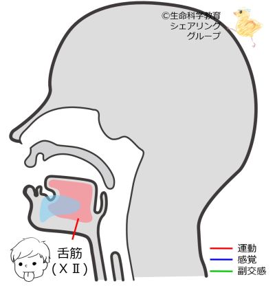 Cranial12.jpg