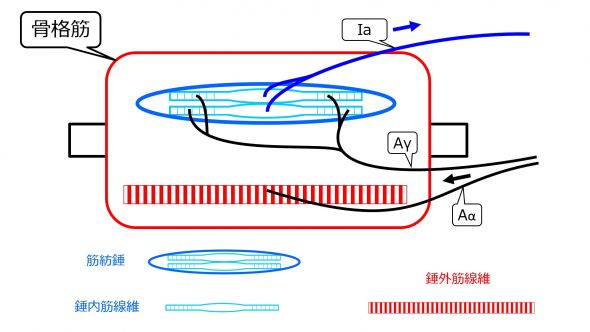 /wiki/images/thumb/f/ff/MuscleSpindleStructure-Jpn.jpg/590px-MuscleSpindleStructure-Jpn.jpg